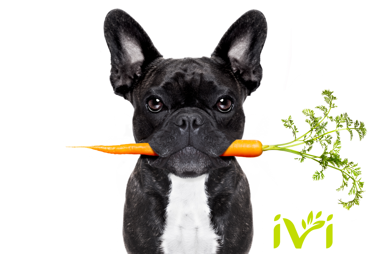Frenchie holding a carrot — whole foods supplements for diets made in your kitchen